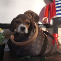 Chiots petits beagle mâle et femelle #2