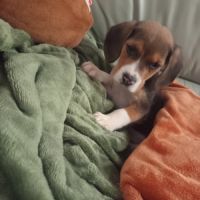 Chiots petits beagle mâle et femelle #3