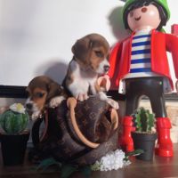 Chiots petits beagle mâle et femelle