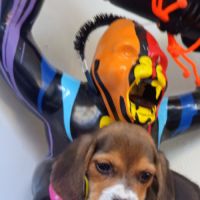 Chiots petits beagle mâle et femelle #5