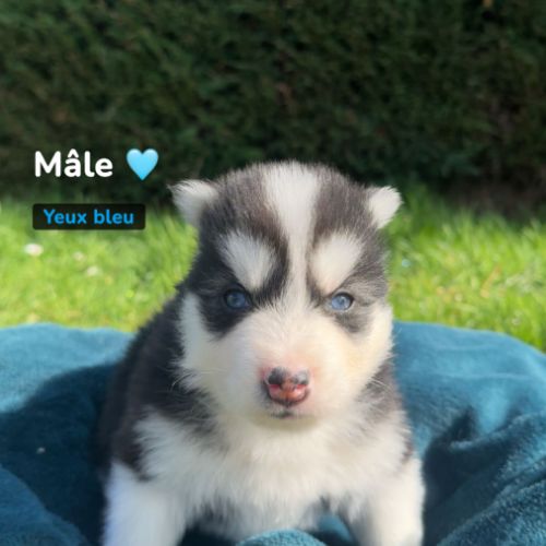 Pomsky mini #5
