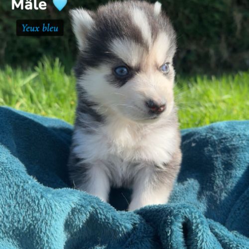 Pomsky mini #7