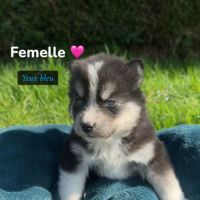 Pomsky mini #4