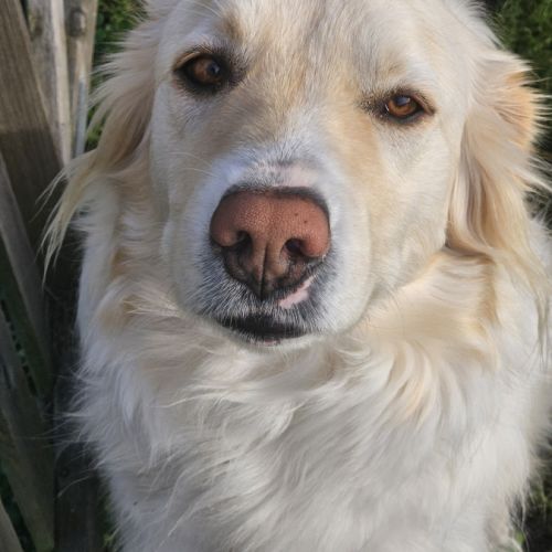 Olympe patou croisé