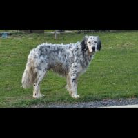 Don chien setter anglais tricolore