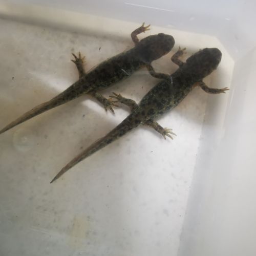 Pleurodèle de walt (triton) #2