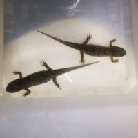 Pleurodèle de walt (triton) #0