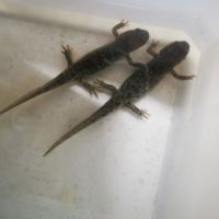 Pleurodèle de walt (triton) #2