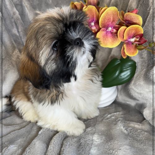 Disponible, obélix, mâle type shih tzu #0