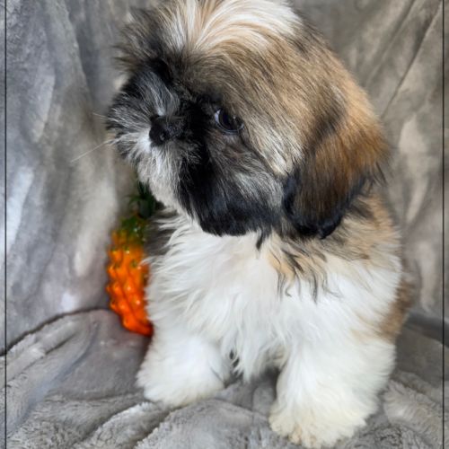 Disponible, obélix, mâle type shih tzu #4