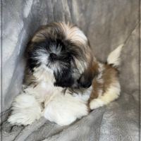 Disponible, obélix, mâle type shih tzu #2