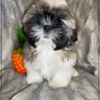 Disponible, obélix, mâle type shih tzu #3