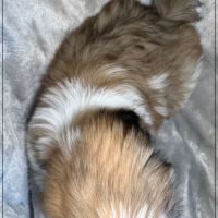 Disponible, obélix, mâle type shih tzu #5