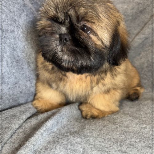 Disponible, cookie, superbe mâle type shih tzu #1