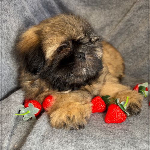 Disponible, cookie, superbe mâle type shih tzu #2