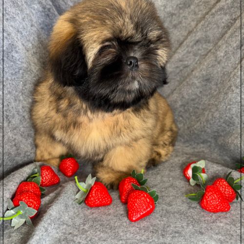 Disponible, cookie, superbe mâle type shih tzu #3