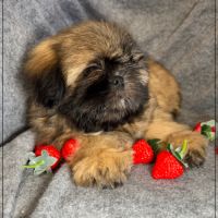 Disponible, cookie, superbe mâle type shih tzu #2
