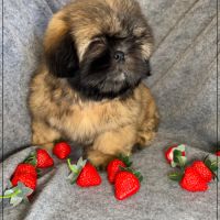 Disponible, cookie, superbe mâle type shih tzu #3