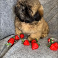 Disponible, cookie, superbe mâle type shih tzu