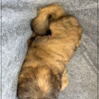 Disponible, cookie, superbe mâle type shih tzu #5