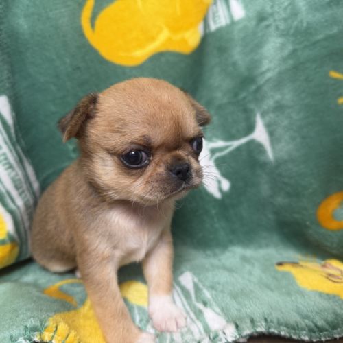 Chihuahuas mâles #1