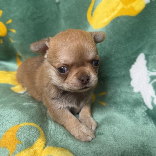 Chihuahuas mâles #2