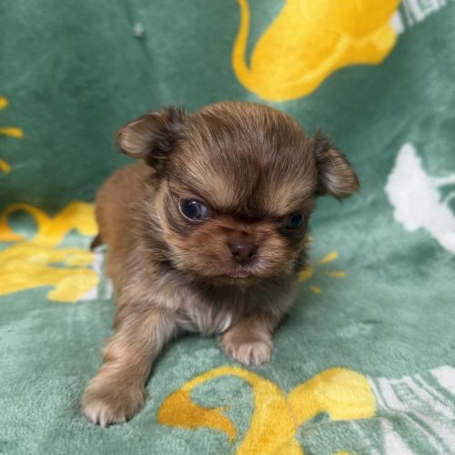 Chihuahuas mâles #0