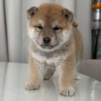 Mame shiba inu – lignée japonaise, mini gabarit – #1