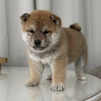 Mame shiba inu – lignée japonaise, mini gabarit –