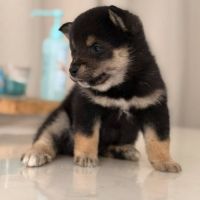 Mame shiba inu – lignée japonaise, mini gabarit – #3