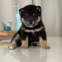 Mame shiba inu – lignée japonaise, mini gabarit – #4