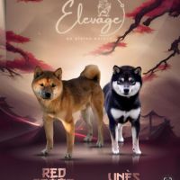 Mame shiba inu – lignée japonaise, mini gabarit – #5