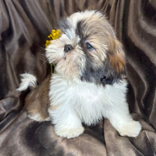 Disponible, gala , superbe femelle type shih tzu #2