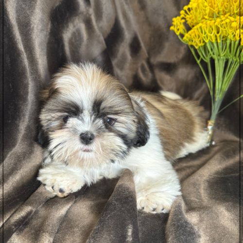 Disponible, gala , superbe femelle type shih tzu #4