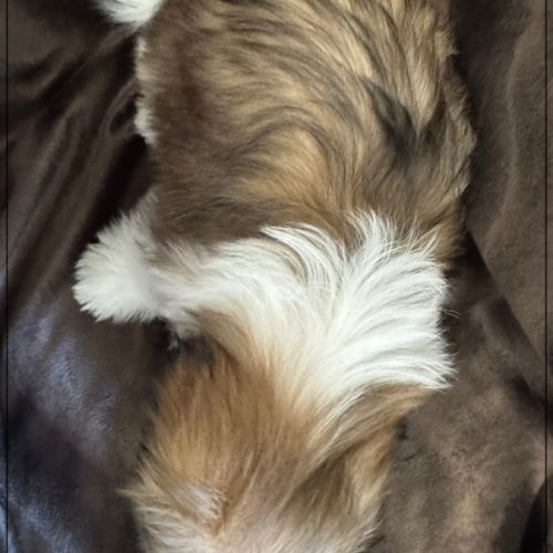 Disponible, gala , superbe femelle type shih tzu #5