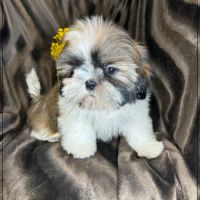 Disponible, gala , superbe femelle type shih tzu