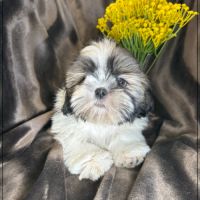 Disponible, gala , superbe femelle type shih tzu #3