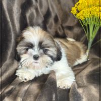 Disponible, gala , superbe femelle type shih tzu #4