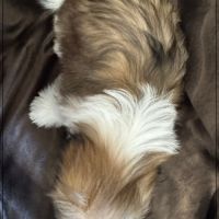 Disponible, gala , superbe femelle type shih tzu #5