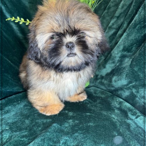 Disponible, ayrton, superbe mâle type shih tzu #4
