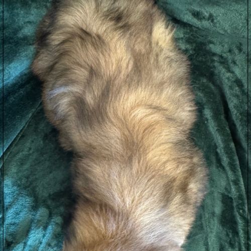 Disponible, ayrton, superbe mâle type shih tzu #5