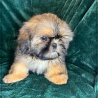 Disponible, ayrton, superbe mâle type shih tzu
