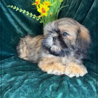 Disponible, ayrton, superbe mâle type shih tzu #2
