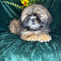 Disponible, ayrton, superbe mâle type shih tzu #3