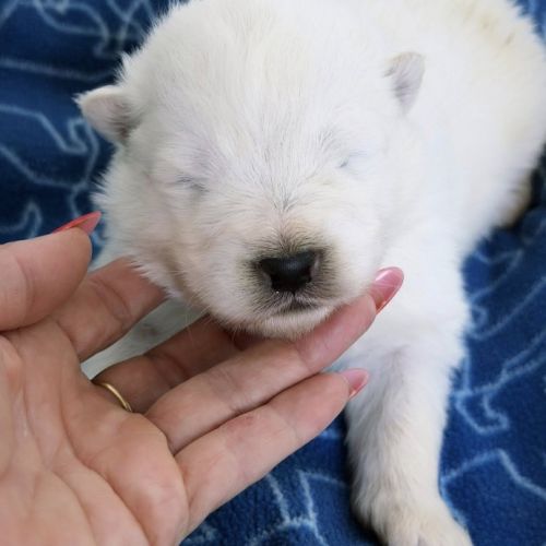 Chiots samoyède lof type ours (parents testés) #1