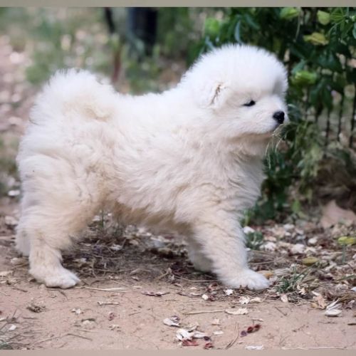 Chiots samoyède lof type ours (parents testés) #2
