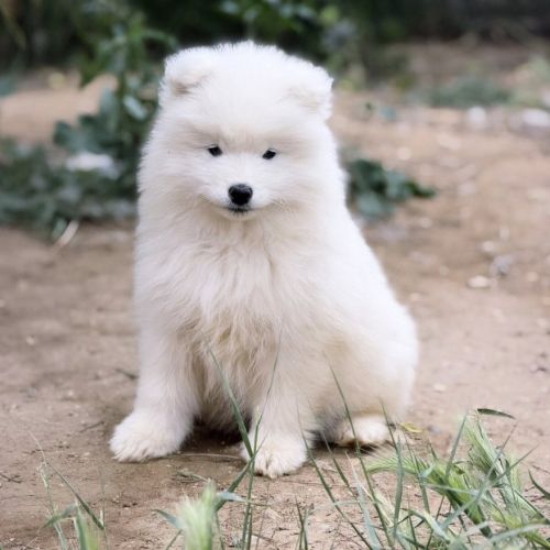 Chiots samoyède lof type ours (parents testés)