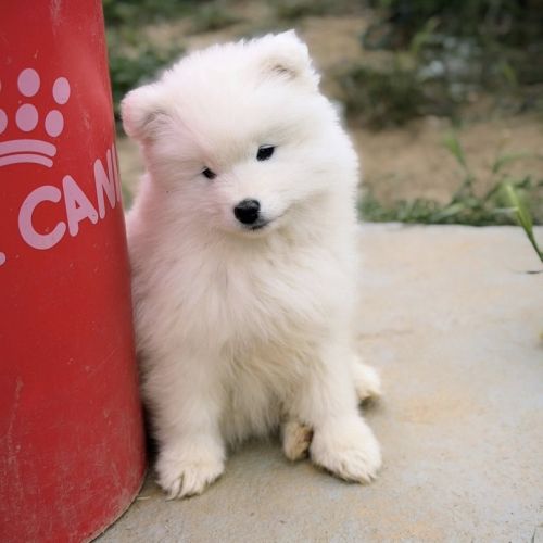 Chiots samoyède lof type ours (parents testés) #5
