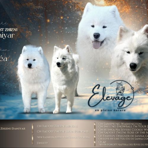 Chiots samoyède lof type ours (parents testés) #0