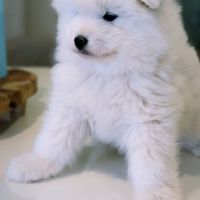 Chiots samoyède lof type ours (parents testés) #1